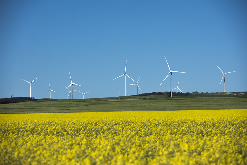 Windfarm behind a field of canolla